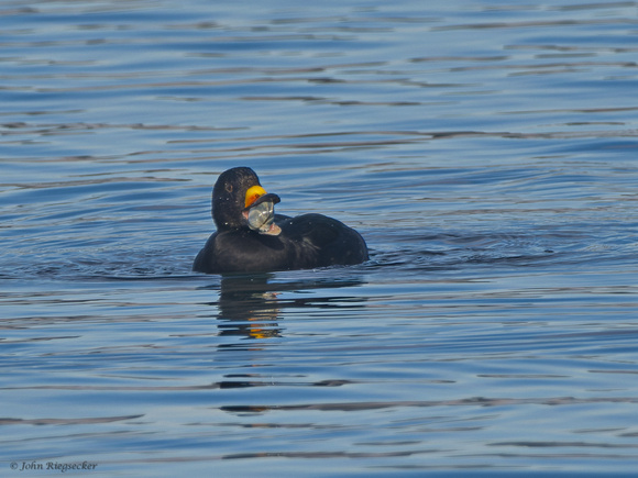 Black Scoter