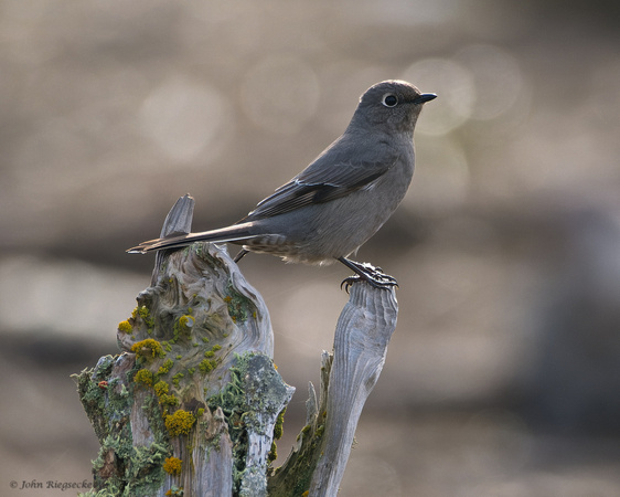 Townsend's Solitaire