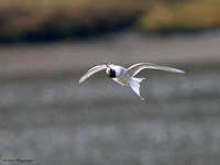 Arctic Tern