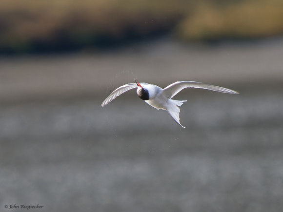 Arctic Tern