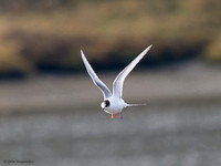 Arctic Tern