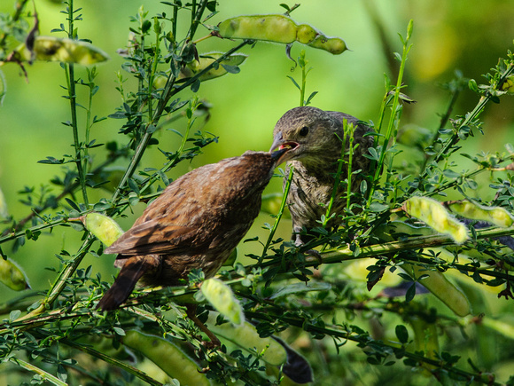 Song Sparrow Feeding Brown-headed Cowbird Chick