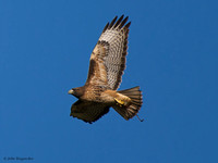 Red-tail Hawk