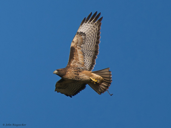 Red-tail Hawk