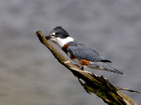 Kingfisher