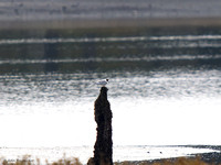 Arctic Tern