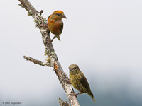 Red Crossbill