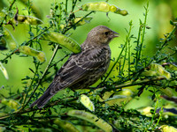 Song Sparrow Feeding Brown-headed Cowbird Chick