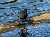 American Dipper