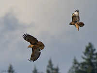 Red-tail Hawk