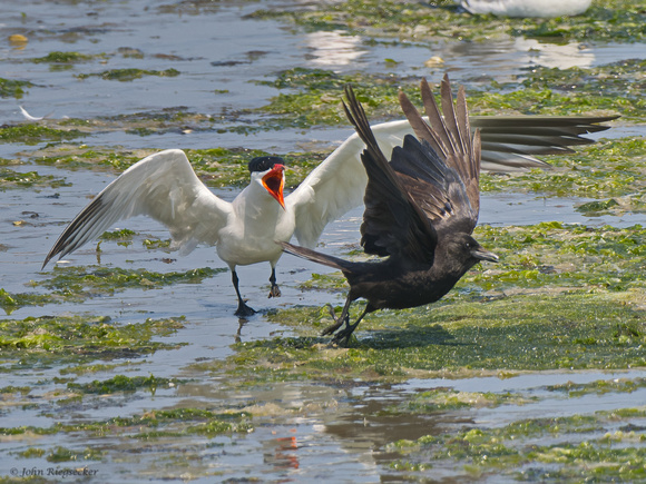 Caspian Tern & Crow