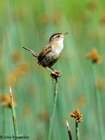 Marsh Wren