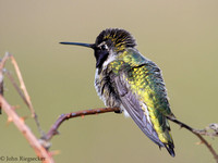 Anna's Hummingbird