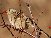 Golden-crowned Sparrow
