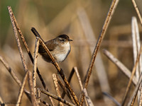 Marsh Wren