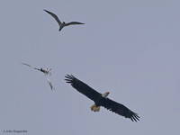 Bald Eagle & Caspian Tern