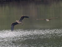 Osprey & Great Blue Heron