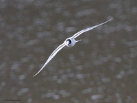 Arctic Tern