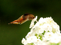 Rufuous Hummingbird