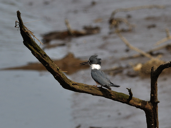 Belted Kingfisher 7 of 7