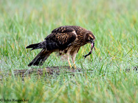 Northern Harriers