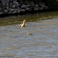 American Avocet