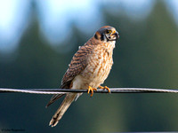 Kestrel