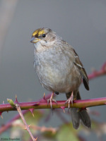 Golden-crowned Sparrow