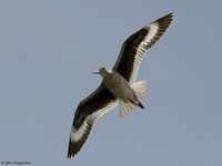 Willet