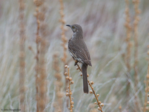 Sage Thrasher