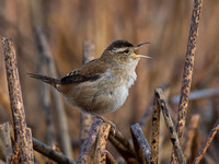 Marsh Wren