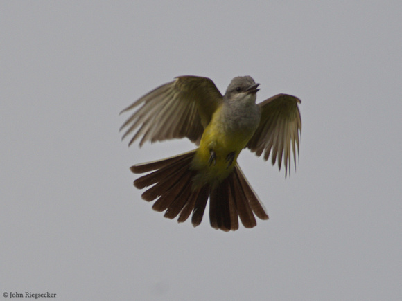 Western Kingbird