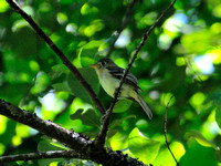 Pacific-Slope Flycatcher