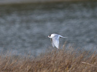 Arctic Tern