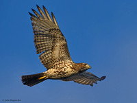 Red-tail Hawk