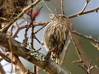 Pine Siskin