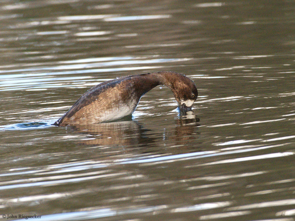 Greater Scaup