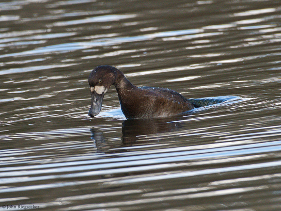 Greater Scaup