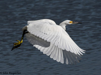 Snowy Egrets