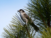 Canada Jay