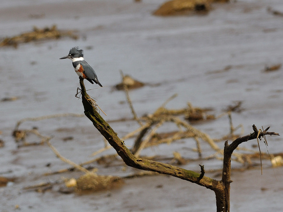 Belted Kingfisher 1 of 7