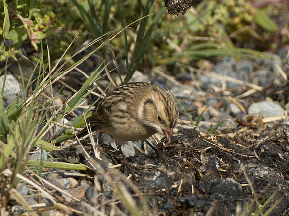 Lapland Longspur