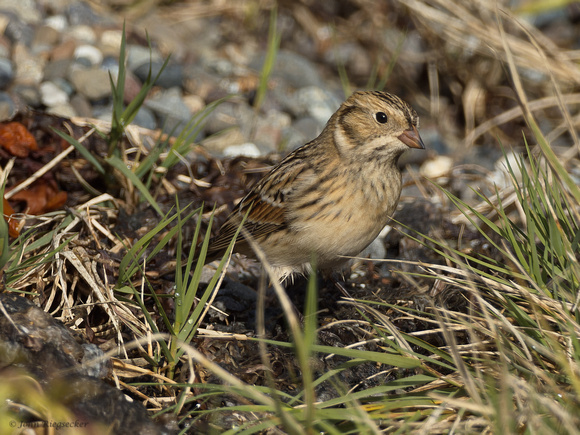 Lapland Longspur