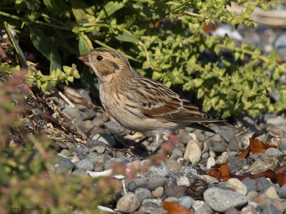 Lapland Longspur