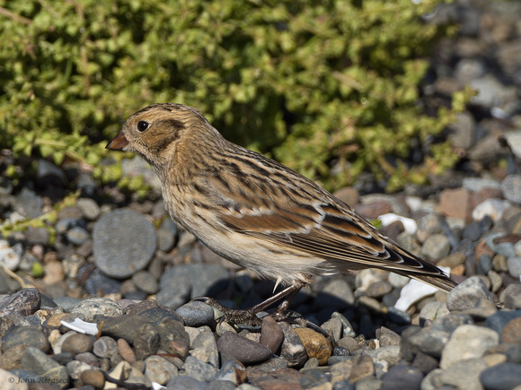 Lapland Longspur