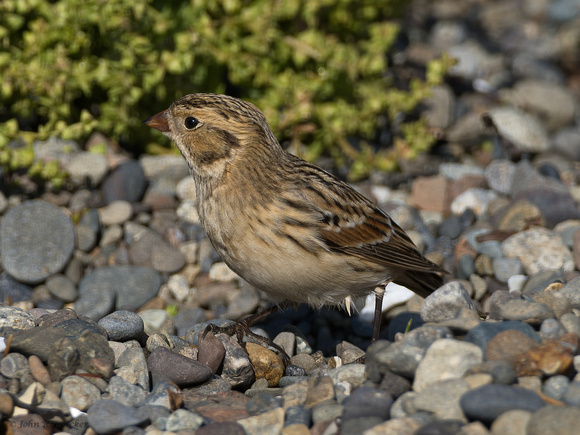 Lapland Longspur