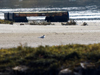 Arctic Tern