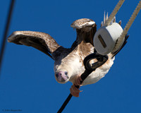 Red-footed Booby