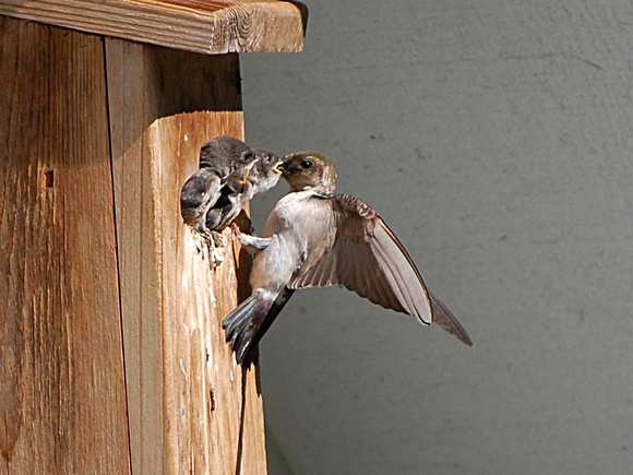 Violet-Green Swallows