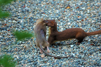 Long-tailed Weasel With Rat It Just Killed